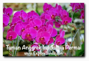Visit Taman Anggrek Indonesia Permai near Taman Mini Indonesia Indah in East Jakarta to see, enjoy, and buy beautiful and exotic orchids.