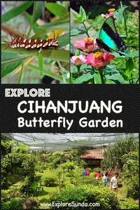 Explore Cihanjuang Butterfly Garden, where lots of colorful butterflies fly freely! See how they metamorphose from caterpillar into butterfly.