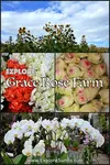 Grace Rose Farm is more than just a flower supplier. Here we can roam the expansive garden, smell the flowers, take lots of pictures, buy plants and vegetables!