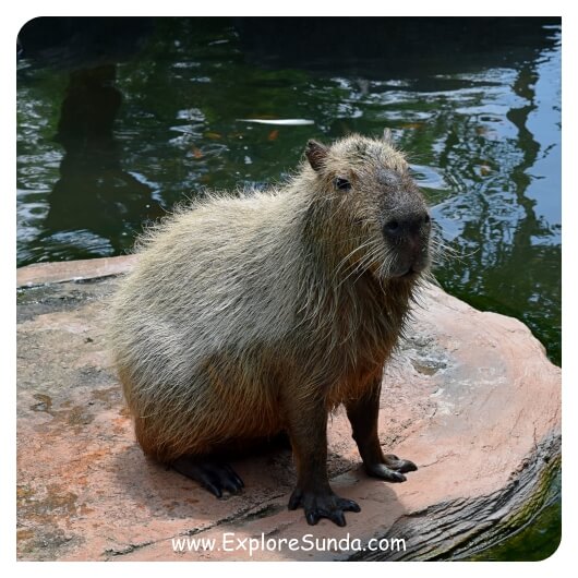 Jawa Timur Park 2 - Batu Secret Zoo - Museum Satwa