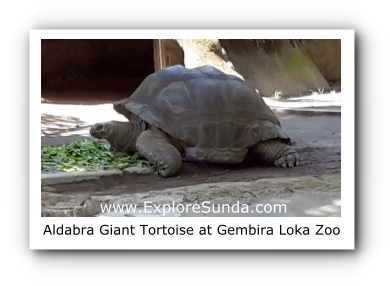 Aldabra, the Giant Tortoise, at Gembira Loka Zoo