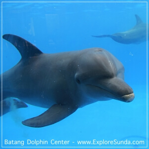 Batang Dolphin Centre Batang Dolphin Centre