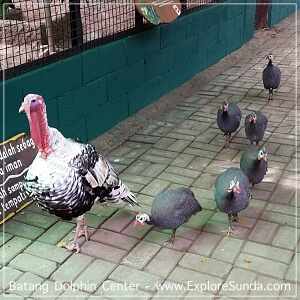 Turkey at Batang Dolphin Centre Turkey at Batang Dolphin Centre