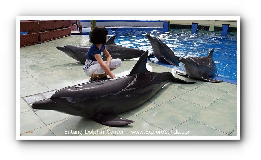 Explore Batang Dolphin Centre, a branch of Taman Safari Indonesia. It is a dolphin conservatory where you can watch dolphins play and perform.