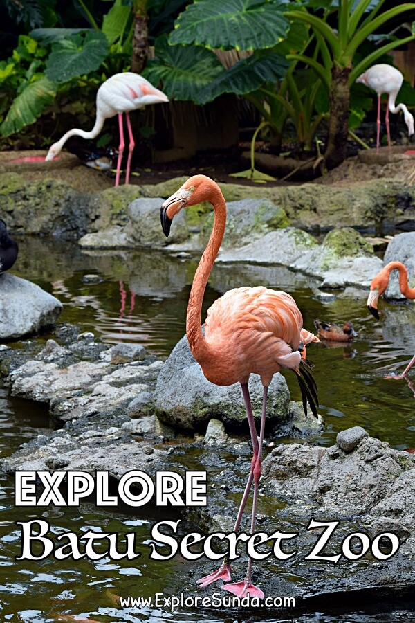 Explore Batu Secret Zoo | One of the best zoos in Indonesia | #ExploreSunda