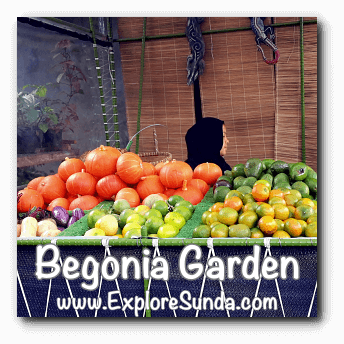Begonia Garden in Maribaya, Lembang Begonia Garden in Maribaya, Lembang