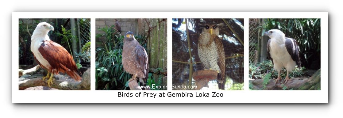 Various Birds of Prey at Gembira Loka Zoo