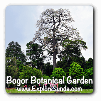 Bogor Botanical Garden