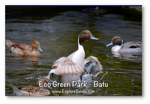 Bird watching and green living at Eco Green Park, Batu.