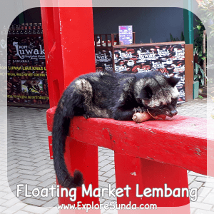 Visitors are not allowed to feed this Luwak, but it is happily munching the carrot from the staff.