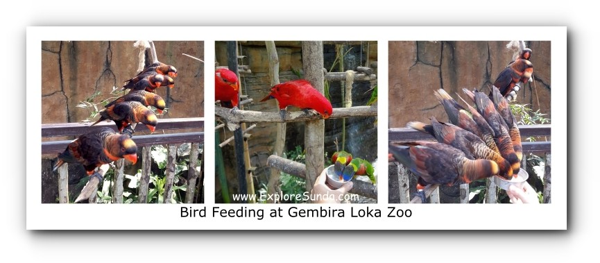 Feeding Lory Birds at Gembira Loka Zoo