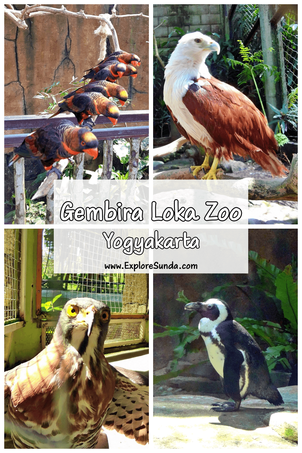 Bring your family to explore Gembira Loka Zoo in Yogyakarta and see aldabra the giant tortoise, jackass penguin, wallaby, tigers, elephants, and feed lory birds!