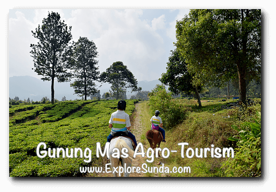 Horse ride at Gunung Mas Tea Agro-Tourism, Puncak Horse ride at Gunung Mas Tea Agro-Tourism, Puncak