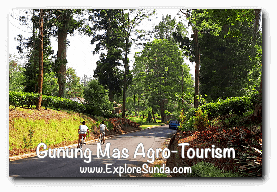 Cycling at Gunung Mas Tea Agro-Tourism, Puncak Cycling at Gunung Mas Tea Agro-Tourism, Puncak