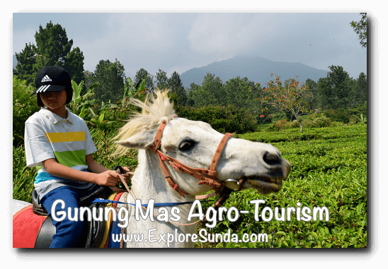 Parks and Gardens: Horse riding at Gunung Mas Agro Tourism, Puncak Pass.