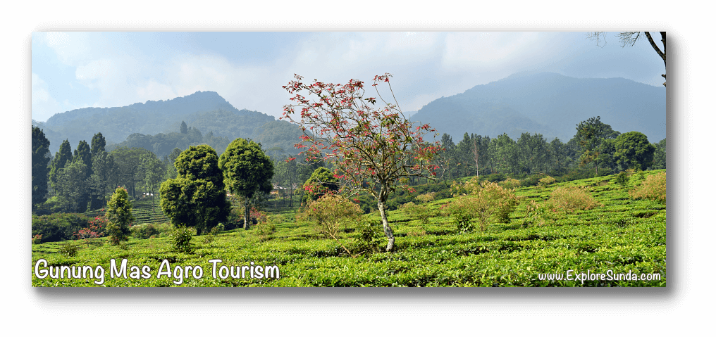 Scenic view of the tea plantation surrounded by majestic mountains at Gunung Mas Agro Tourism, Puncak Pass.