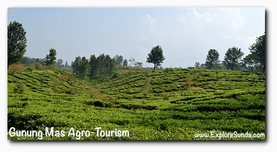 Explore Gunung Mas Agro-tourism, the tea plantation in Puncak Pass: breath the fresh mountain air, ride an ATV or a horse, and take tons of  pictures :)