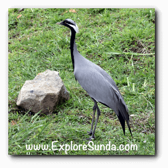 A bird native from China, at Istana Panda, Taman Safari Indonesia Cisarua Bogor.