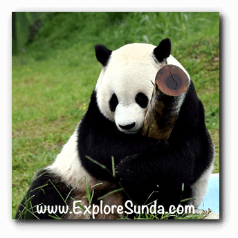 Taman Safari Indonesia Welcomes Two Giant Panda