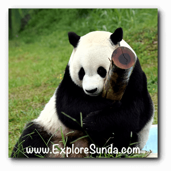 Cai Tao, the male giant panda at Taman Safari Indonesia Cisarua Bogor.