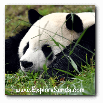 Visit the newest member in Taman Safari Indonesia Cisarua Bogor: Cai Tao and Hu Chun, the giant panda from China!