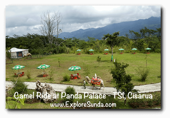 Camel ride at Istana Panda, Taman Safari Indonesia Cisarua Bogor.