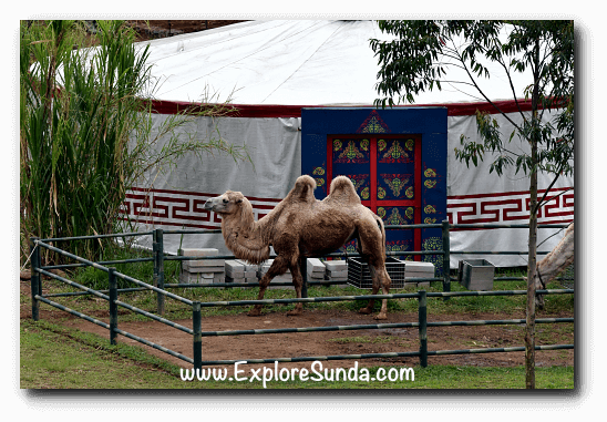 Camel ride at Istana Panda, Taman Safari Indonesia Cisarua
