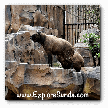 Taman Safari Indonesia Welcomes Two Giant Panda