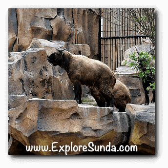 Takin, another wild animal from China, at Istana Panda, Taman Safari Indonesia Cisarua Bogor.