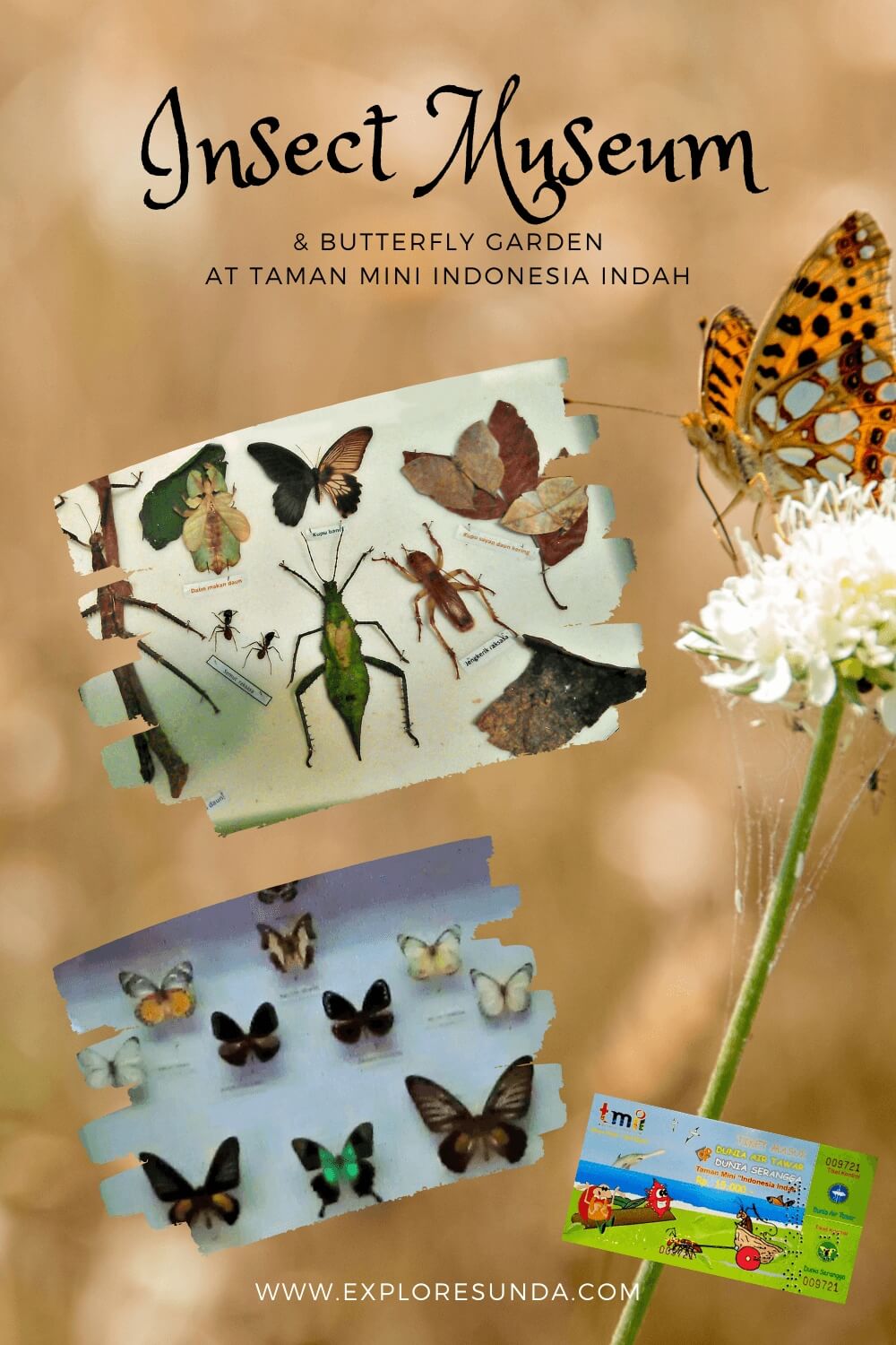 See the diverse insects, fishes, and other freshwater animals in the Insect Museum, the Butterfly Garden and the Fresh Water World at Taman Mini Indonesia Indah