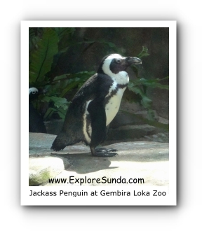 Jackass Penguin a.k.a. Black Footed Penguin at Gembira Loka Zoo
