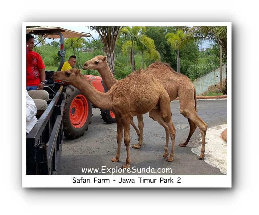 Jawa Timur Park 2 Batu Secret Zoo Museum Satwa