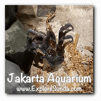 The coconut crab at Jakarta Aquarium. The coconut crab at Jakarta Aquarium.