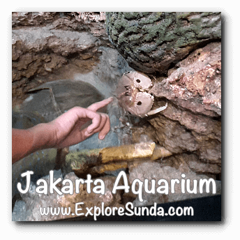 A crab at Jakarta Aquarium Touch Pool. A crab at Jakarta Aquarium Touch Pool.