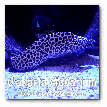 An eel at Jakarta Aquarium. An eel at Jakarta Aquarium.