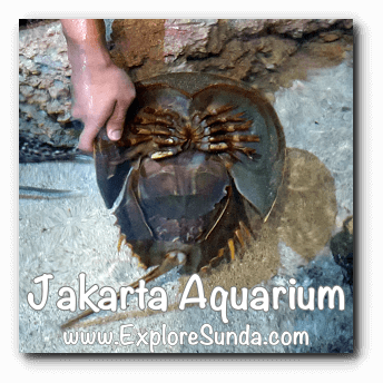 Jakarta Aquarium Touch Pool - Horseshoe Crab in English and Mimi for male and Mintuna for female in bahasa Indonesia Jakarta Aquarium Touch Pool - Horseshoe Crab in English and Mimi for male and Mintuna for female in bahasa Indonesia