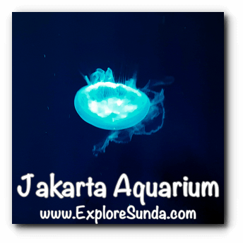 A jellyfish in Jakarta Aquarium. A jellyfish in Jakarta Aquarium.