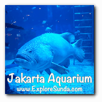 Jakarta Aquarium - Grouper in English or Kerapu in bahasa Indonesia Jakarta Aquarium - Grouper in English or Kerapu in bahasa Indonesia