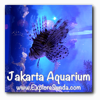 A lionfish at Jakarta Aquarium. A lionfish at Jakarta Aquarium.