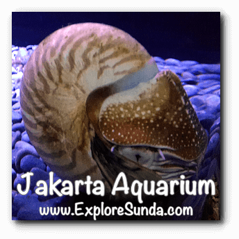 A nautilus at Jakarta Aquarium. A nautilus at Jakarta Aquarium.