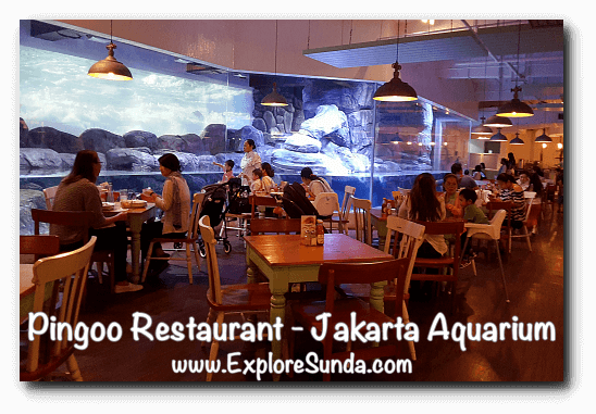 Pingoo Restaurant, dine with Humboldt penguins Pingoo Restaurant, dine with Humboldt penguins.
