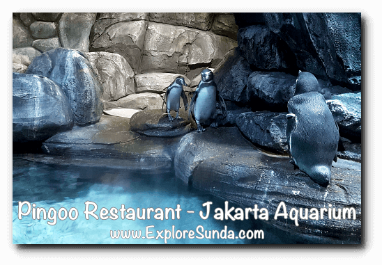 Pingoo Restaurant, dine with Humboldt penguins Pingoo Restaurant, dine with Humboldt penguins