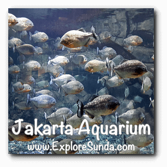 Piranhas at Jakarta Aquarium. Piranhas at Jakarta Aquarium.