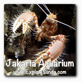 Jakarta Aquarium
