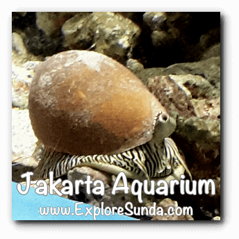 A sea snail at Jakarta Aquarium. A sea snail at Jakarta Aquarium.
