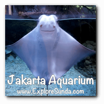 Jakarta Aquarium - Pari Burung Hidung Sapi / Rhinoptera Javanica / Javanese cownose / flapnose Jakarta Aquarium - Pari Burung Hidung Sapi / Rhinoptera Javanica / Javanese cownose / flapnose