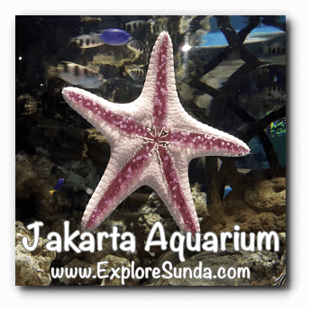 A starfish at Jakarta Aquarium. A starfish at Jakarta Aquarium.