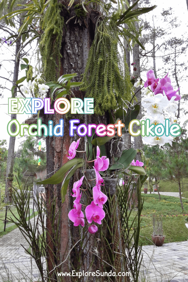 Explore Orchid Forest Cikole Lembang | stroll in a pine forest decorated with lots of orchids | Cross over the Sky Bridge | Challenge yourself in a High Rope obstacle | #ExploreSunda