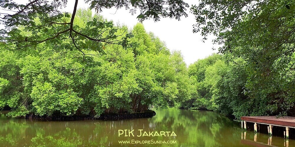 Taman Wisata Alam Angke Kapuk Jakarta, the mangrove forest in PIK Jakarta.