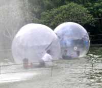 Rolling a ball on a pond, Bogor